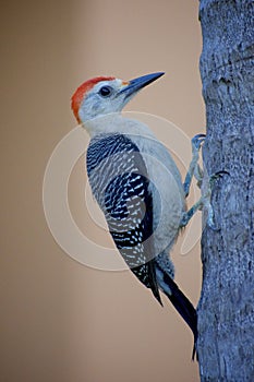 Young woodpecker on the side of a palm tree