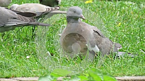 Young Woodpigeon or Squab on urban grass lawn.