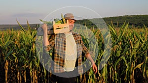 Young worker man farmer in cornfield carries box of cobs on shoulder, tracking shot.