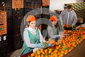 Young workers sort tangerines