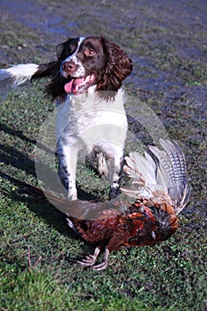 Young working type english springer spaniel pet gundog with a ph