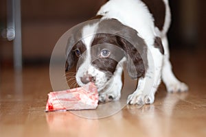 A young working type english springer spaniel puppy eating raw mea