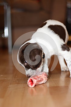 A young working type english springer spaniel puppy eating raw mea