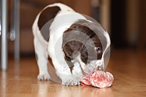 A young working type english springer spaniel puppy eating raw mea