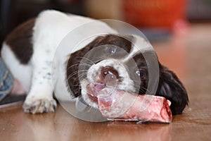 A young working type english springer spaniel puppy eating raw mea