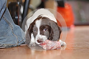 A young working type english springer spaniel puppy eating raw mea