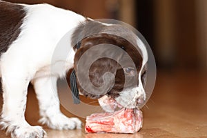 young working type english springer spaniel puppy eating raw meat