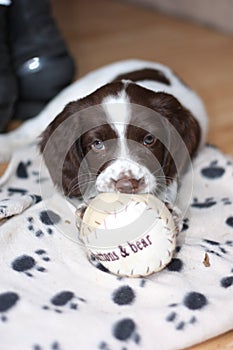 A young working type english springer spaniel puppy playing with a