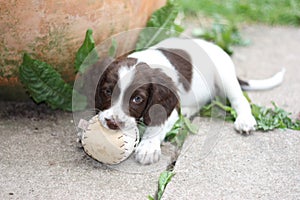 A young working type english springer spaniel puppy playing with a