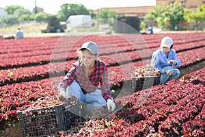 Young workwoman harvesting red lettuce leaves on farm field