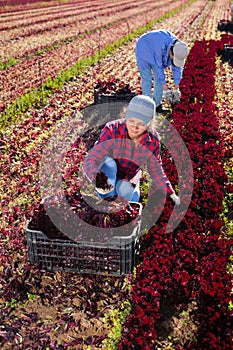Young workwoman harvesting red lettuce leaves on farm field