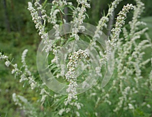 Young wormwood against the background of a coniferous forest on a cloudy summer day. A fragrant perennial plant after