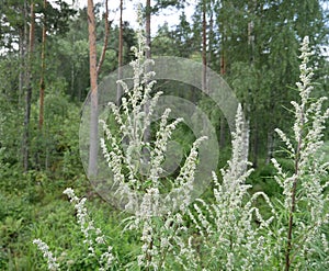 Young wormwood against the background of a coniferous forest on a cloudy summer day. A fragrant perennial plant after