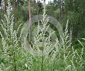 Young wormwood against the background of a coniferous forest on a cloudy summer day. A fragrant perennial plant after