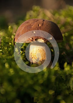 Young Xerocomus badius growing out of moss in the forest.Horizon