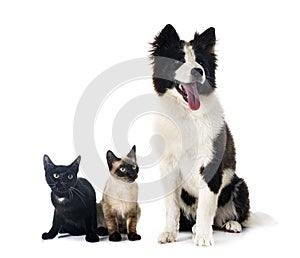 Young Yakutian Laika and cats