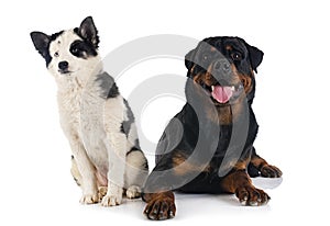 Young Yakutian Laika and rottweiler