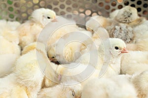 Young yellow baby chicks on a poultry farm