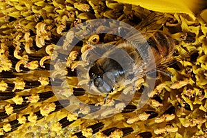 A young yellow bee sleeps on a yellow sunflower a