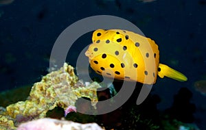 Young yellow boxfish