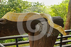 Young yellow Burmese python close up. Albino Python bivittatus crawls on a wooden beam