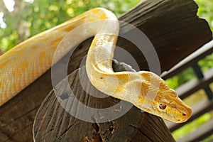 Young yellow Burmese python close up. Albino Python bivittatus crawls on a wooden beam