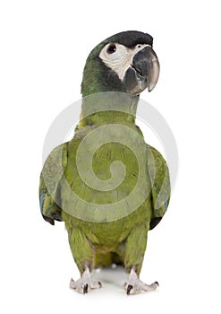 Young Yellow collared Macaw - Primolius auricollis