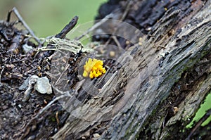 Young yellow coral mushroom