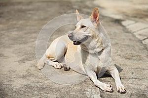 Young yellow dog wait on street