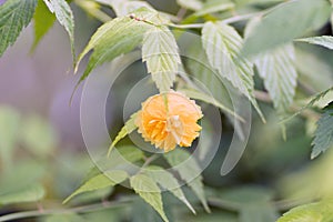 Young yellow flower on a branch in soft focus