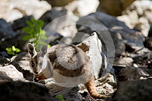 The young yellow footed rock wallaby is climbing the rocks