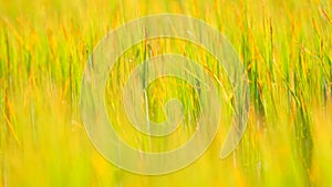 Young yellow green barley blowing in the wind. Field of corn plants at middle of June.