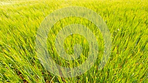 Young yellow green barley blowing in the wind. Field of ripening corn plants