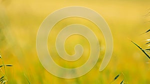 Young yellow green barley blowing in the wind. Field of ripening corn plants