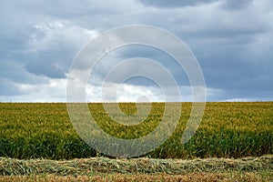 Young yellow-green wheat field and cloudy sky.