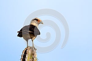 Young Yellow-headed Caracara Milvago chimachima, ; perched on a cactus in northeastern Brazil