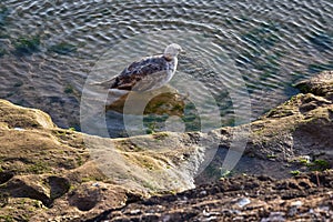 Young yellow-legged gull take a bath on the volcanic shore of the Atlantic Ocean in the area of Essaouira in Morocco in the low