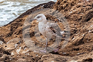 The young yellow-legged gull on the volcanic shore of the Atlantic Ocean in the area of Essaouira in Morocco