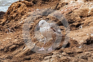 The young yellow-legged gull on the volcanic shore of the Atlantic Ocean in the area of Essaouira in Morocco