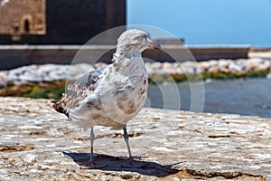 The young yellow-legged seagull looking to the sea in the Essaouira harbour. Morocco