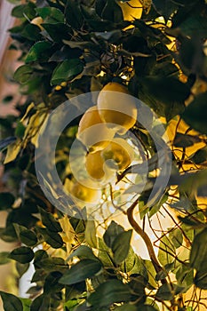 Young yellow lemons on a tall tree. Lemon tree with fruits illuminated by light bulbs. Wood as a decor in the room is illuminated