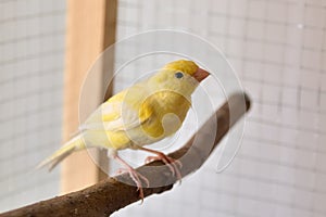 Cute canary on perch in cage