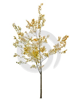 Young yellow maple tree isolated on white