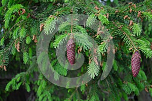 Young Yellow Pine Cones On The Branches