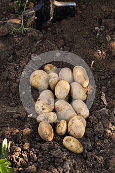 Young Yellow Potatoes On Agricultural Ground.