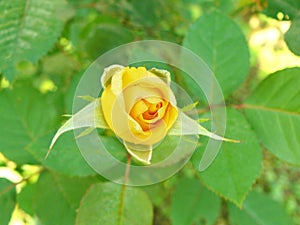 Young yellow rose