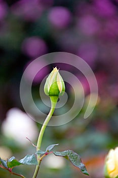 Young yellow Rose