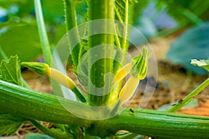 Young yellow squash growing close up.Growing zucchini in the garden