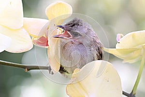 A young yellow vented bulbul preys on a dragonfly on a wild orchid.