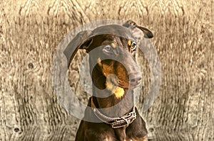 Young yellowish brown Doberman about door